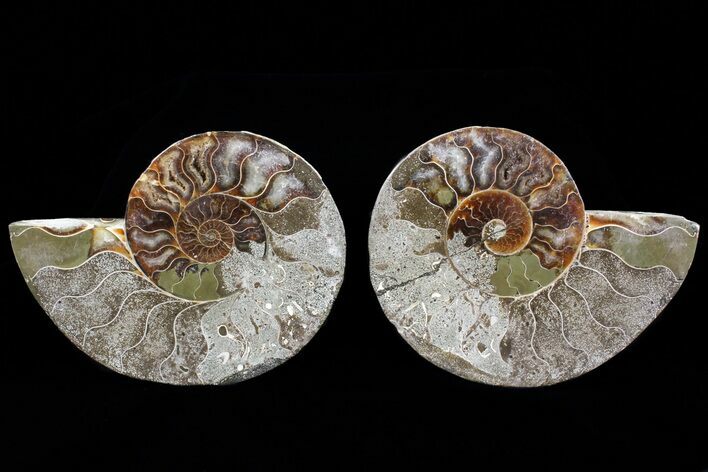 Bargain, Cut & Polished Ammonite Fossil - Agatized #73962